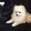 Fluffy Pomeranian Girl Looking For a Home photo 2