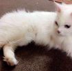 White Feline Cat for sale photo 1