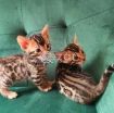 Bengal kittens photo 1