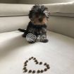Teacup Yorkie Puppies For Sale photo 1