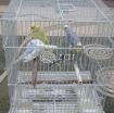 FREE; Colorful & Healthy Birds 2 Pairs with Cage photo 2