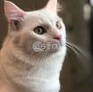 Turkish Persian Cat for 0 QAR photo 6