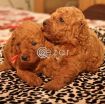 Poodle Puppies available photo 1