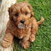 poodle puppies for good and loving home photo 1