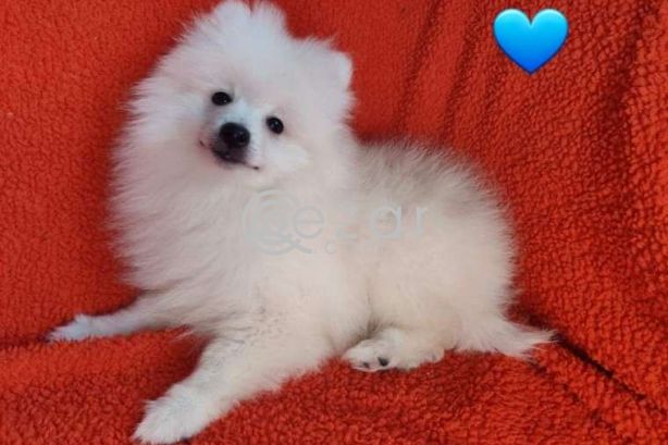 Fluffy Pomeranian Girl Looking For a Home photo 1
