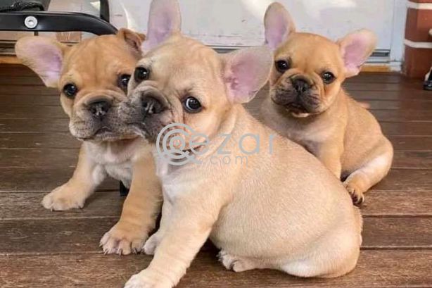 Quality French Bulldog Puppies. photo 1