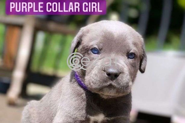 Gorgeous Cane Corso  puppies for sale photo 1
