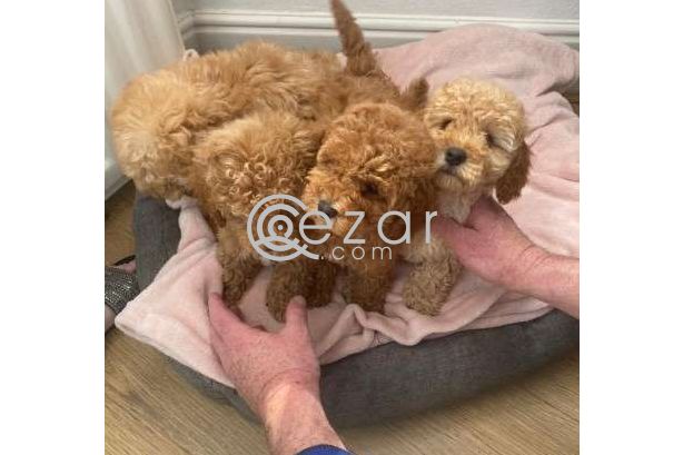 Cute Poodle Puppies available photo 3