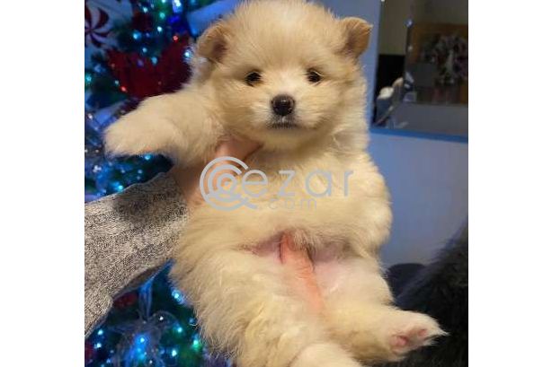 Beautiful Male and Female Pomeranian Puppies for sale photo 1