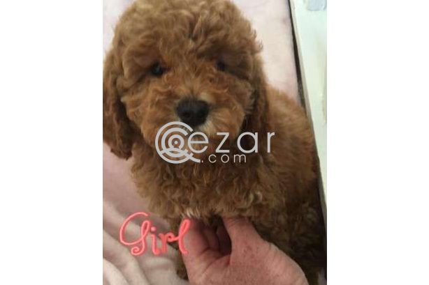 Cute Poodle Puppies available photo 6