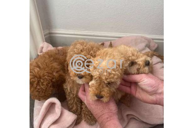 Cute Poodle Puppies available photo 1