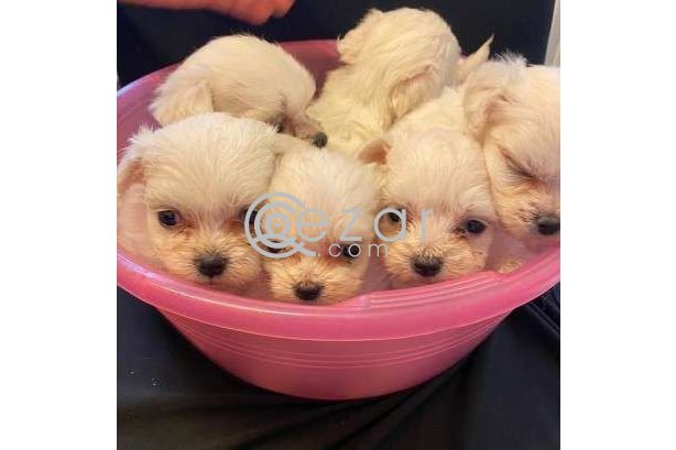 Beautiful Maltese Puppies For Sale photo 3