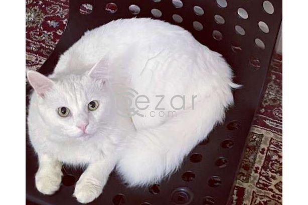 Turkish Persian Cat for 0 QAR photo 2