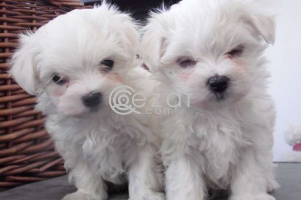 Maltese Puppies for adoption photo 2