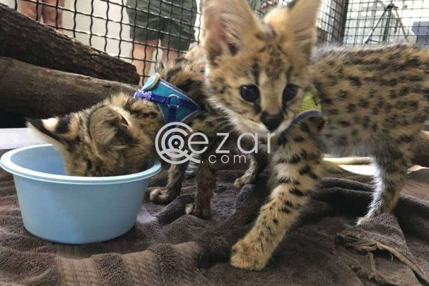 Serval Kittens Available For Sale photo 1