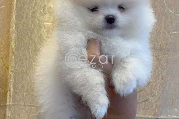 Teacup Pomeranian Puppies Available for sale photo 3