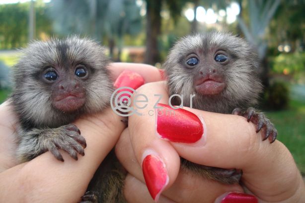 Capuchin, marmoset, squirrel and spider monkeys for sale photo 2