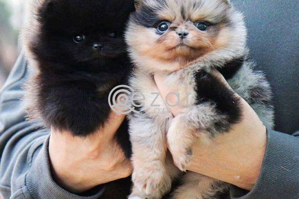 two Pomeranian puppies searching for a home photo 1