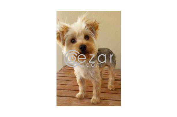 Yorkshire Terrier brought from France photo 2