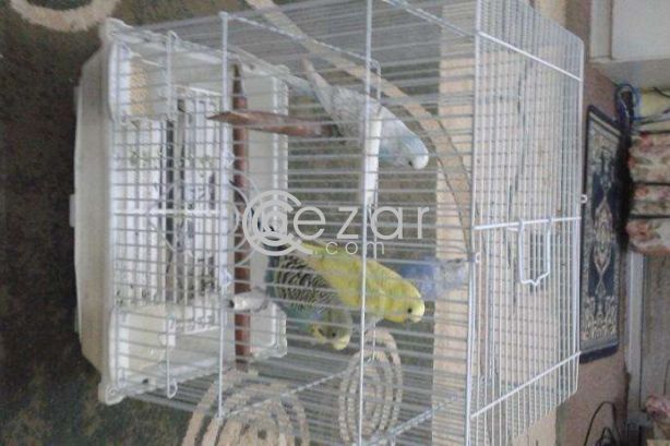 FREE; Colorful & Healthy Birds 2 Pairs with Cage photo 1