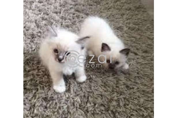 Ragdoll Kittens Available For Sale photo 1