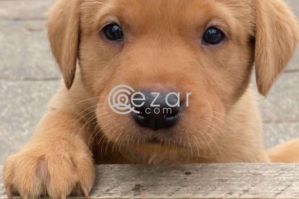 Beautiful Labrador Puppies for sale photo 1