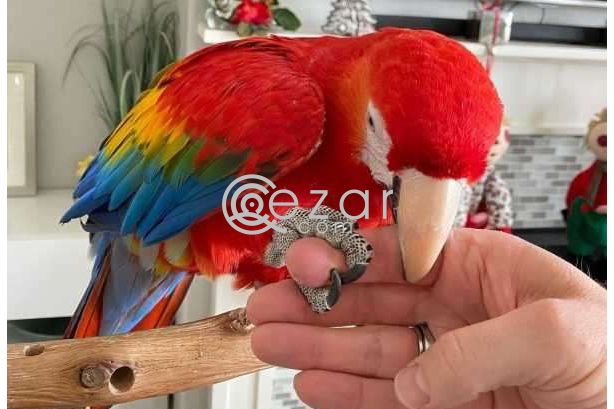 Healthy Scarlet Macaw Parrots Available For Sale photo 1
