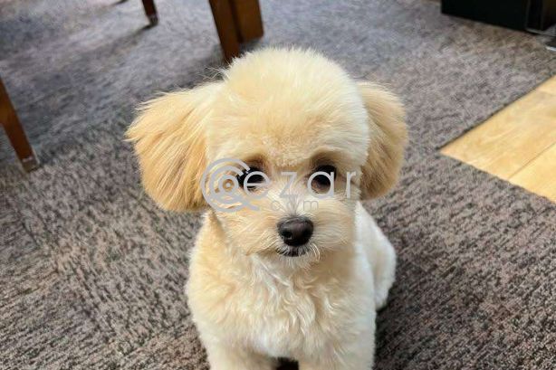 Maltipoo(Maltese x poodle) available photo 1