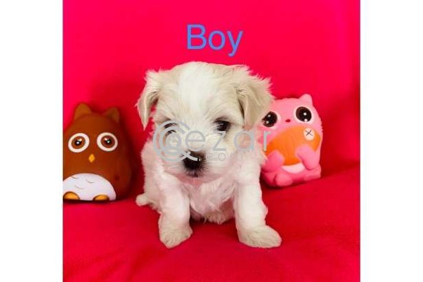 Maltese Puppies avilable for a New Home photo 4