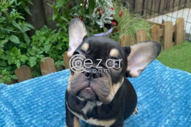 French Bulldog Puppies for sale photo 1