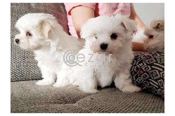 Micro Cute Teacup Maltese Puppies For rehoming photo 1