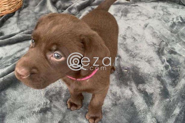 Chocolate Labrador Puppies available for sale. photo 1