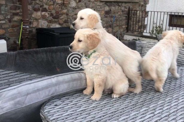 Healthy Golden Retriever puppies available photo 1