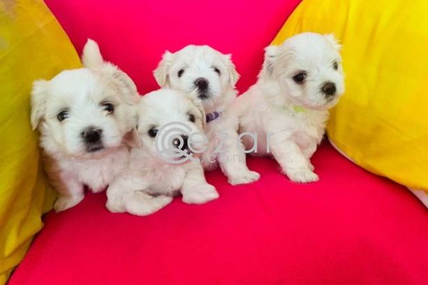 Maltese Puppies avilable for a New Home photo 1