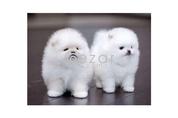 Teacup Pomeranian Puppies for sale photo 1