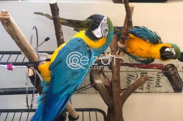 Green Wing Macaw Parrots Available For Sale photo 1