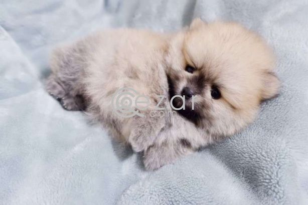 Beautiful Pomerania Puppies for free adoption photo 2