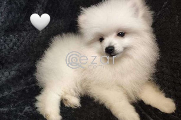 Fluffy Pomeranian Girl Looking For a Home photo 3