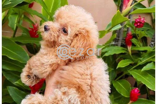 Poodle Puppies for new family photo 2