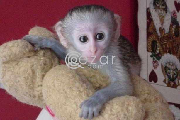 Capuchin, marmoset, squirrel and spider monkeys for sale photo 3