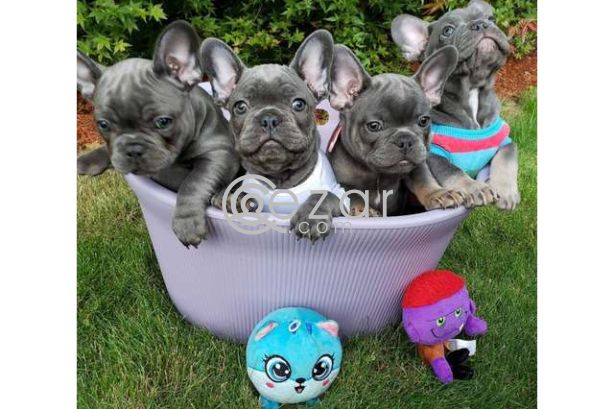 Cute French Bulldog Puppies for Sale photo 1