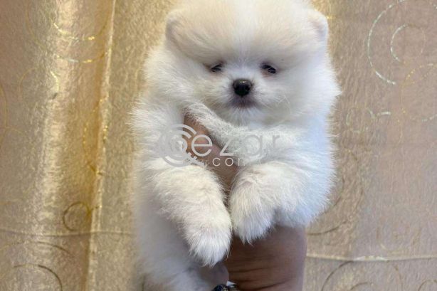 Teacup Pomeranian Puppies Available for sale photo 1