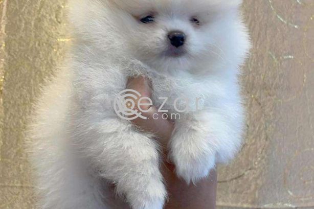 Teacup Pomeranian Puppies Available for sale photo 2