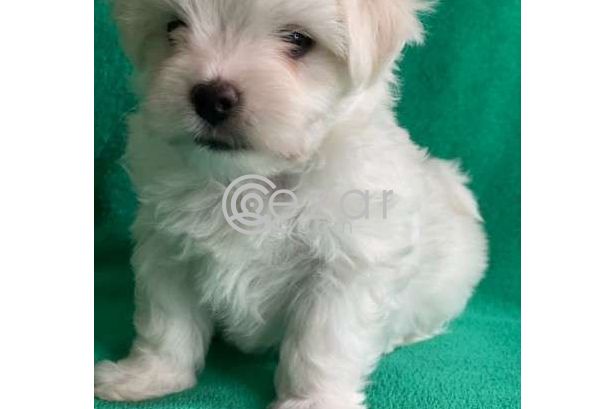 Outstanding Male and Female Maltese Puppies photo 7