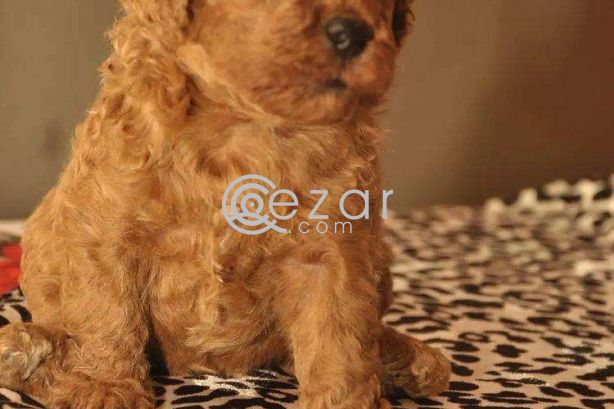 Poodle Puppies available photo 4
