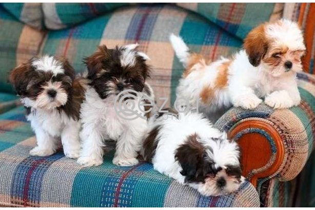 Awesome Teacup Shih Tzu puppies for sale photo 1