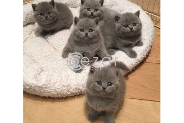 British shorthair kittens photo 1