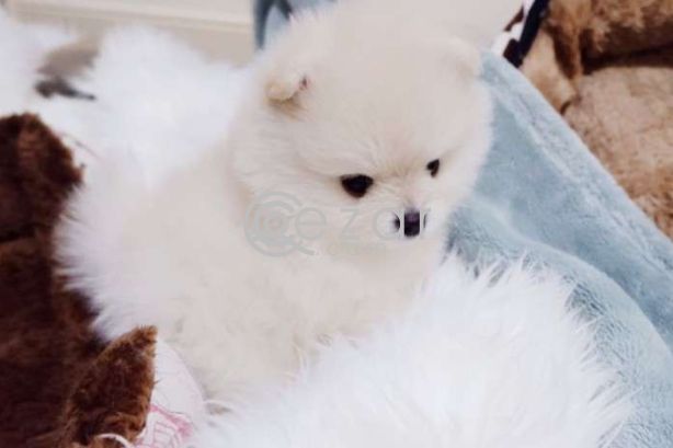 Pomeranian Puppies For Sale! photo 2
