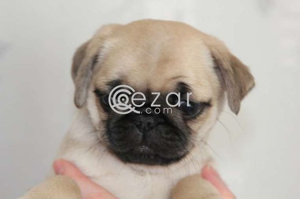 Beautiful Pug Puppies available now photo 2