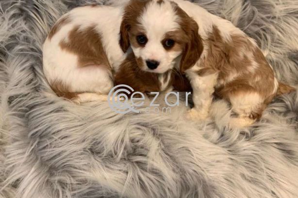King Charles Puppies for free adoption photo 1